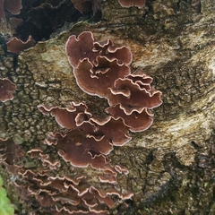 Chondrostereum