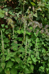 Comanthosphace ningpoensis