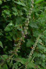 Comanthosphace ningpoensis