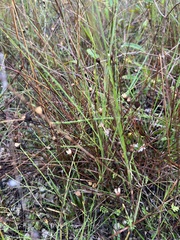 Symphyotrichum adnatum