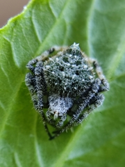 Eriovixia
