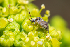 Eurystylus bellevoyei