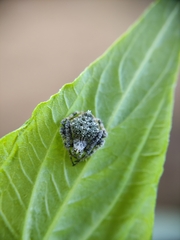 Eriovixia