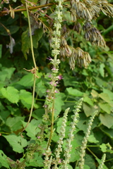 Comanthosphace ningpoensis