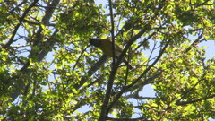 Phrygilus patagonicus