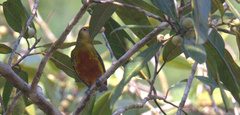 Euphonia gouldi