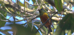 Euphonia gouldi