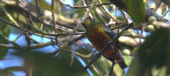 Euphonia gouldi
