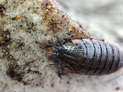 Porcellionides rufocinctus