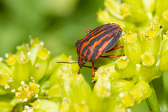 Graphosoma interruptum