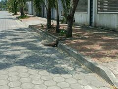 Paleosuchus trigonatus