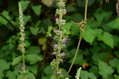 Comanthosphace ningpoensis