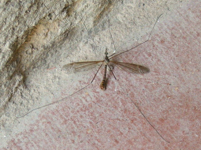 Tipula acuminata species group