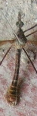 Lunatipula