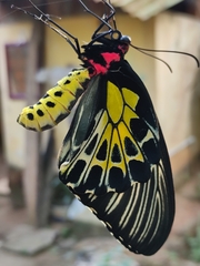 Troides minos