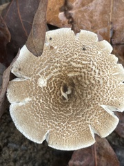 Lentinus