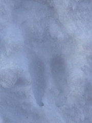 Cervus elaphus elaphus