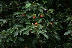 Maclura tricuspidata