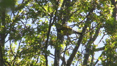 Phrygilus patagonicus