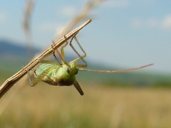 Adelphocoris lineolatus