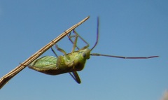 Adelphocoris lineolatus