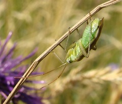 Adelphocoris lineolatus