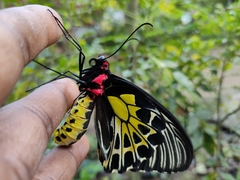 Troides minos