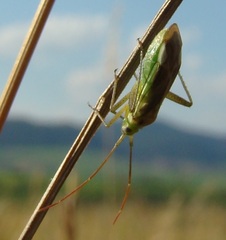 Adelphocoris lineolatus