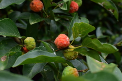 Maclura tricuspidata