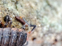 Porcellionides rufocinctus