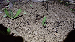 Camponotus sylvaticus