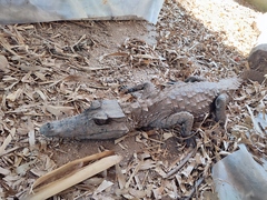 Paleosuchus trigonatus