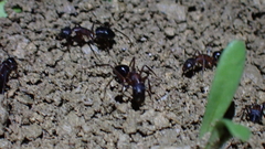Camponotus sylvaticus