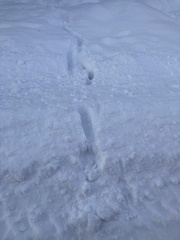 Cervus elaphus elaphus