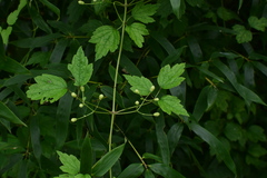 Clematis apiifolia
