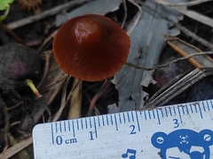 Psathyrella