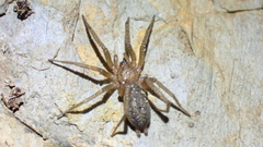 Pterotricha simoni