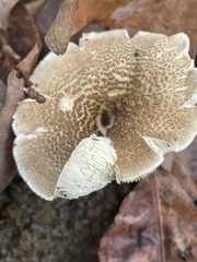 Lentinus