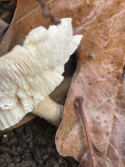 Lentinus