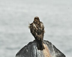 Buteo galapagoensis