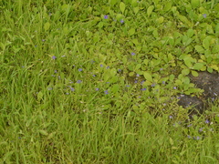 Exacum pumilum