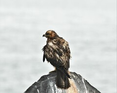 Buteo galapagoensis