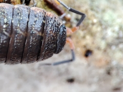 Porcellionides rufocinctus