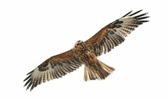 Buteo galapagoensis