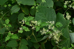 Clematis apiifolia