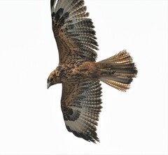 Buteo galapagoensis
