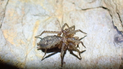Pterotricha simoni