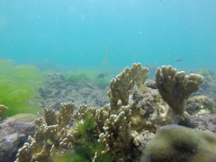Millepora alcicornis