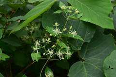 Clematis apiifolia