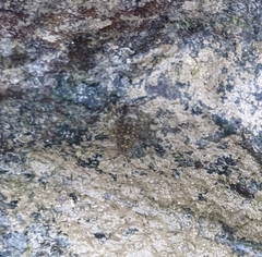 Ligia exotica